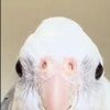 whimsicalwcc